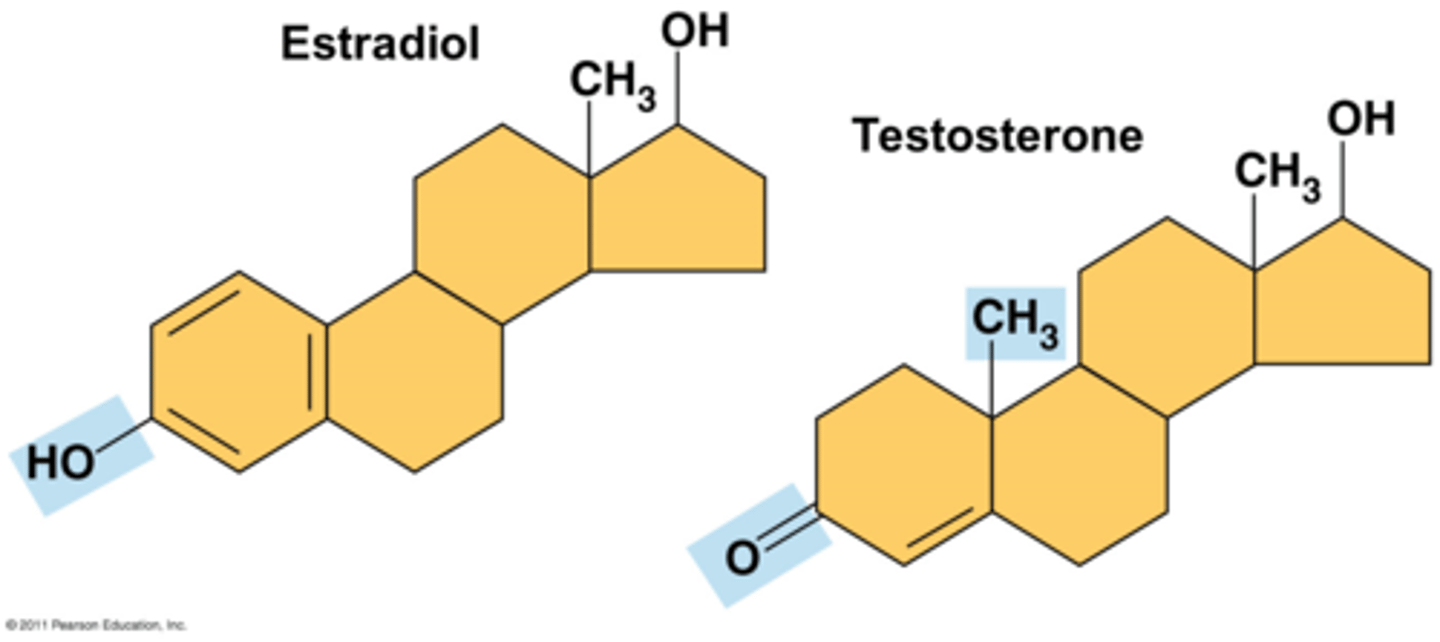 <p>- Lipids composed of 4</p><p>fused rings</p><p>- Hormones</p><p>- Testosterone and Estradiol</p>