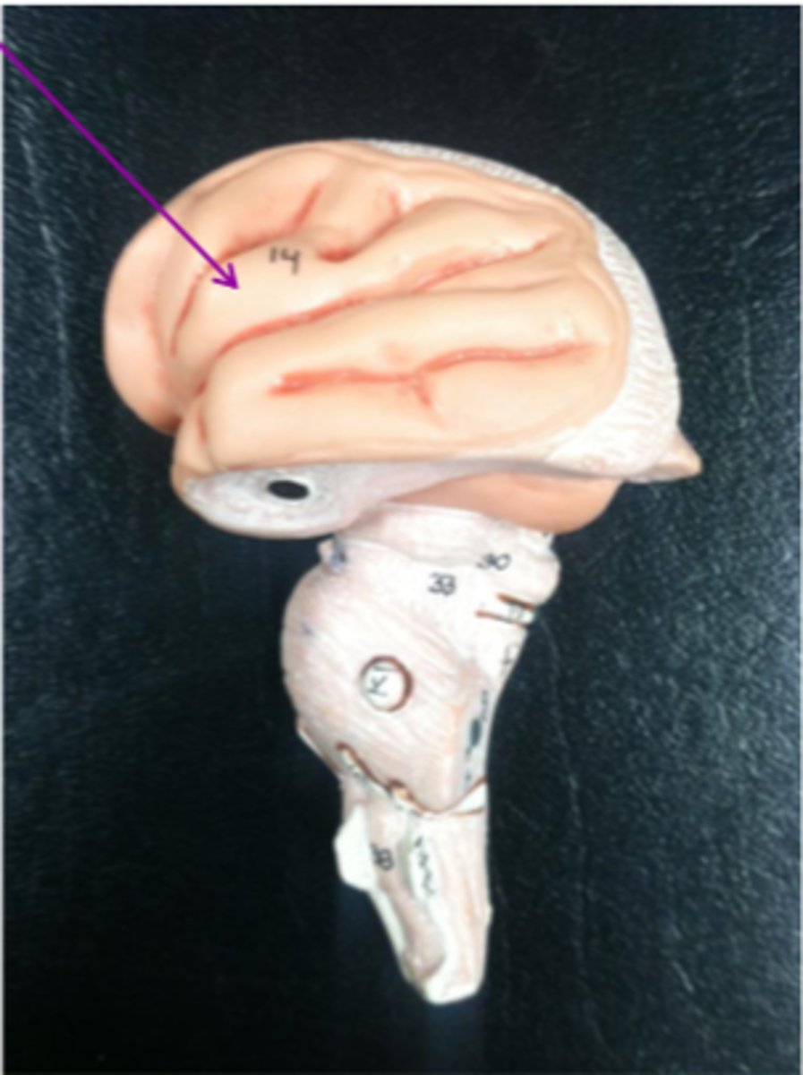 <p>The lobe tucked away in the lateral sulcus. Crucial for taste, awareness of internal organs</p>