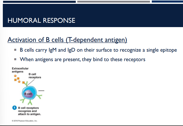 <p>The humoral response of the adaptive immune system activates B cells (T-dependent antigen). What do B cells do?</p>