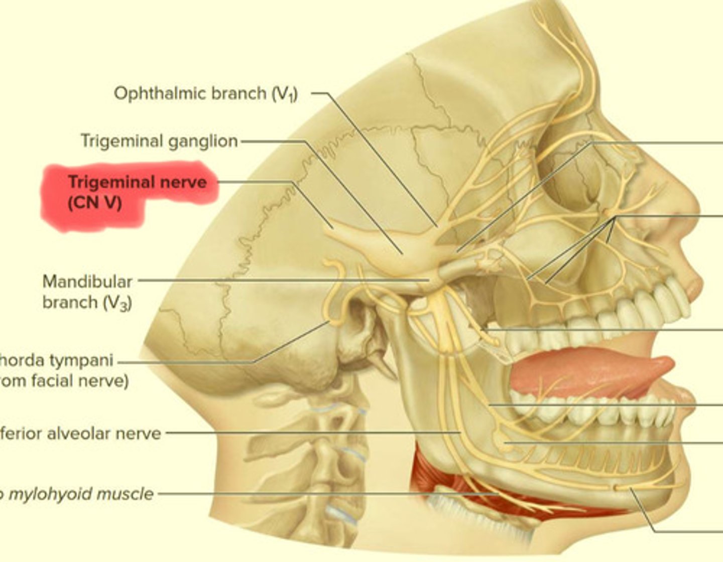 <p>Trigeminal</p>