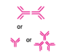 <p>expressed in mucosal tissues</p><p>forms dimers after secretion</p>