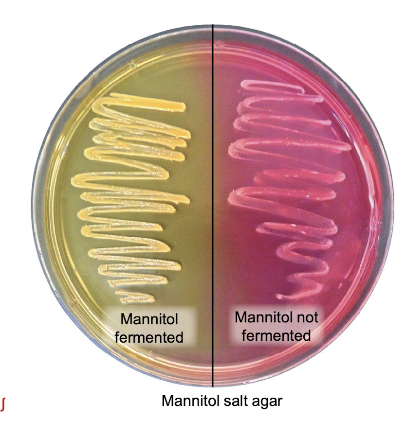 <p>-selective due to its high salt content </p><p>-differentiates organisms based on their ability to ferment a sugar called mannitol </p><p>-uses a certain sugar which changes the pH why the color changes</p>
