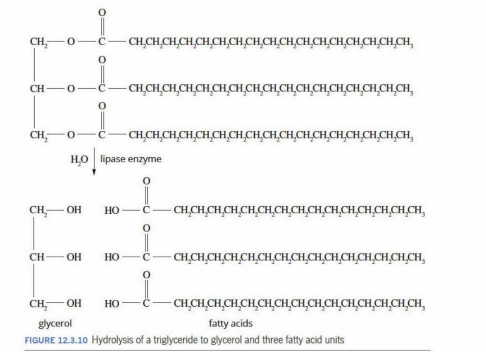 <p>The glycerol backbone is seperated from the fatty acids</p><p>Note: The fatty acids can be different hydrocarbons (can have different length and size) - is represented by R, R’ and R’’ (can be the same structure) - represents each branch of the fatty acids</p>