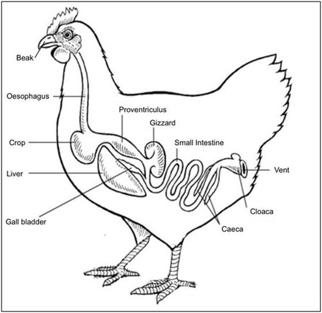 <p>Processes food for digestion and nutrient absorption.</p>
