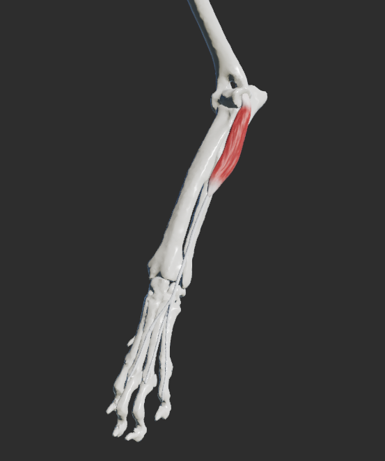 <p>odstup: ligamentum collaterale laterale articulationis cubiti, epicondylus lateralis humeri</p><p>úpon: phalanx distalis digiti III., IV., V</p><p>fce: extenze v kloubech karpu a prstů</p><p></p><p>Fe:</p><p>odstup: crista epicondyli lateralis humeri</p><p>úpon: phalanx distalis digiti II., III., IV., V.</p><p></p>