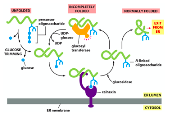 <p>Molecular chaperones assist in folding by preventing aggregation of hydrophobic stretches of AAs.</p><ol><li><p><u>Classical chaperones</u> : Hsp70 (BiP), Hsp90, GRP94</p></li><li><p><u>Carbohydrate-binding chaperones</u> : calnexin, calreticulin – bind to polypeptides that are monoglucosylated. Terminal glucose is removed and if folded the protein can exit the ER. If not, a <strong><span style="color: yellow">glucosyltransferase</span></strong> adds one glucose back and the cycle repeats.</p></li></ol><p>→ if mannose residues removed, protein is target for <strong>dislocation </strong>and degradation in cytosol by <strong>proteasome</strong></p>