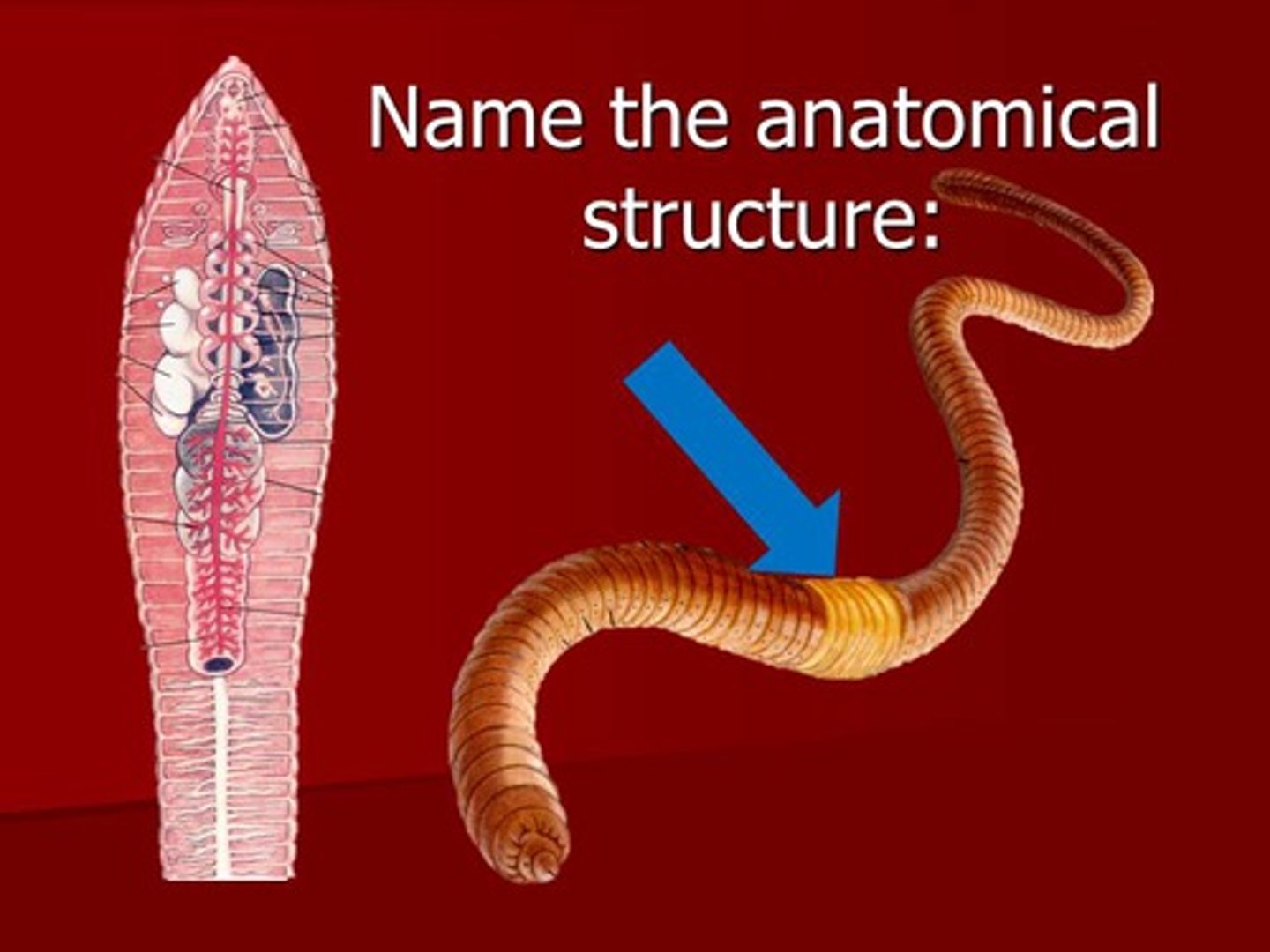 <p>Band of thickened, specialized segments in annelids that secretes a mucus ring into which eggs and sperm are released</p>