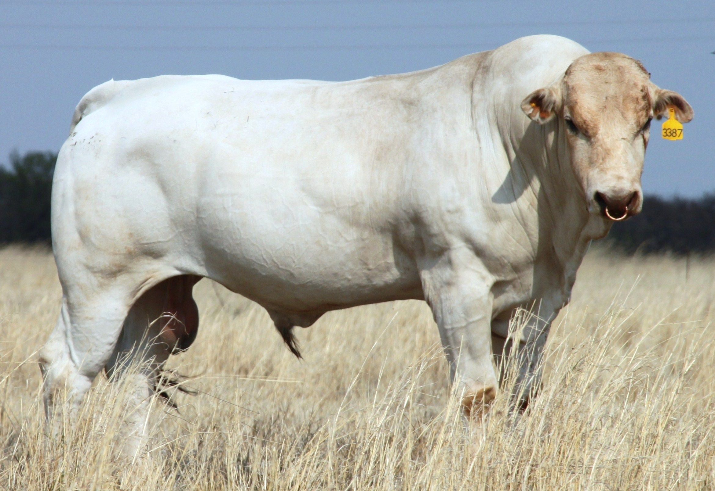 <ul><li><p>white body with black switch (tail)</p></li><li><p>mature bulls can be as tall as 6ft at the withers and weigh as much as 4000 lbs</p></li></ul><p></p>