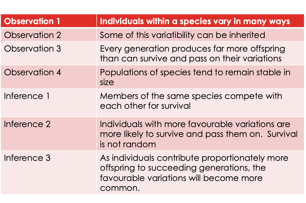 <p>A simple mechanism explains how populations change over time.</p><p><strong>Variation:</strong></p><p>Individuals of a species differ due to random mutations.</p><p><strong>Inheritance</strong>:</p><p>Organisms pass on their DNA — including new mutations — to their offspring.</p><p><strong>Selection</strong>:</p><p>Because resources are limited, not all individuals survive; those better at finding food, avoiding predators, or mating are more likely to thrive.</p><p><strong>Time</strong>:</p><p>Across generations, advantageous traits get passed on to more offspring.</p><p><strong>Adaptation</strong>:</p><p>Over many generations, these traits become common, producing a population better suited to its environment.</p>