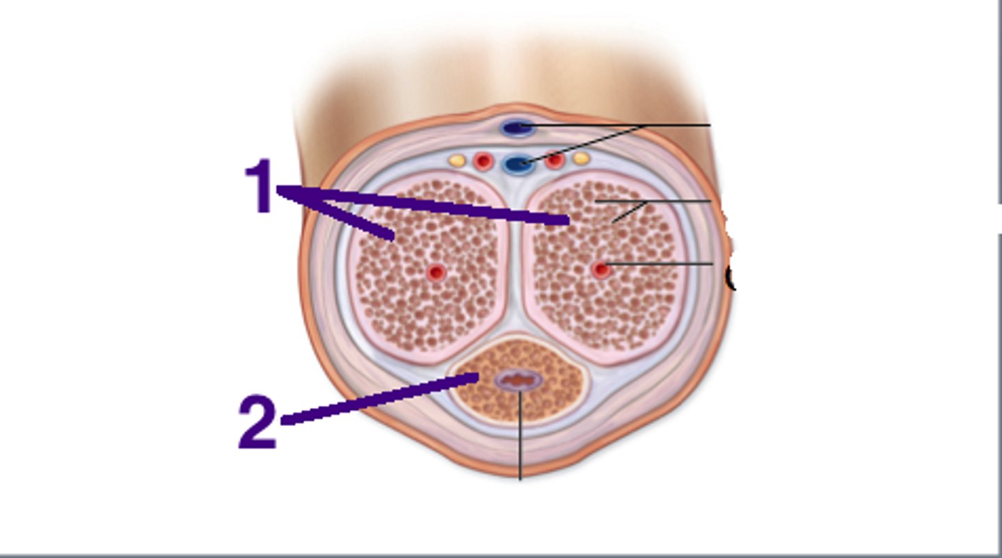 <p>-paired erectile tissue that comprises the bulk of the body of the penis</p><p>-tapers off at the glands</p>