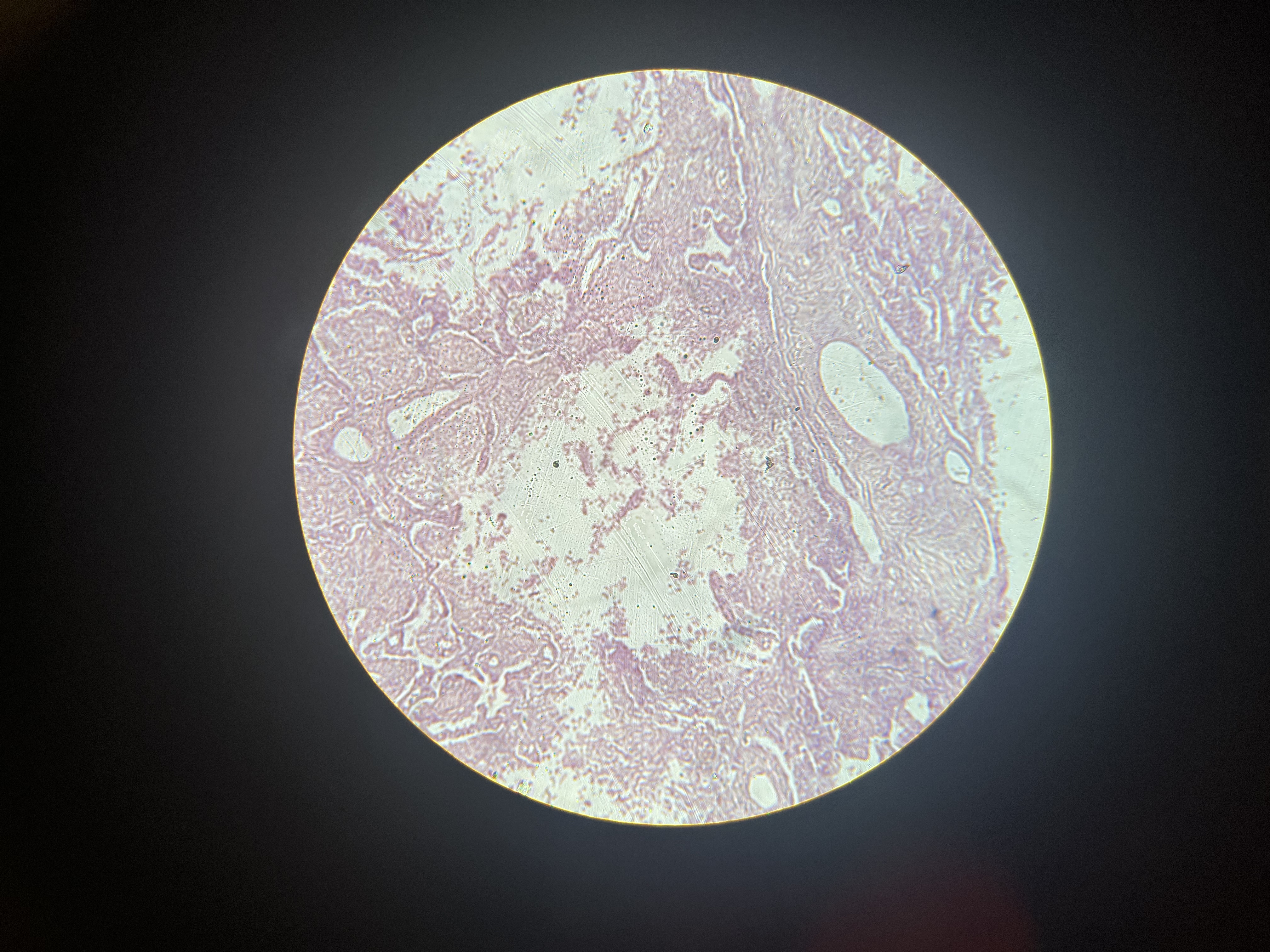 <p>What tissue is this</p>