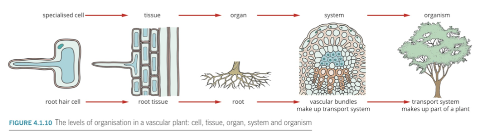 __Specialised cells__ → involved in the transport of nutrients and water and acquiring energy via photosynthesis

__Tissues__ → vascular tissues, which are involved in the transport of water and nutrients throughout the plant. 'There are two types of vascular tissue are

* Xylem → transports water into the leaf for mesophyll. Cells to use in photosynthesis and for transpiration from stomata
* Phloem → transports sucrose and amino acids around the plant 

__Organs__ 

* Roots → absorb water and store water and nutrients required by the plant from the soil. They support and anchor the plant
* Leaves → where photosynthesis occurs to convert light energy into chemical energy that fuels the organism’s cells. The leaves overall shape makes them well suited for photosynthesis 
  * Made of epidermis, photosynthetic tissue and vascular tissue 
* Stems → support leaves, flowers and fruits. They help store and transport water and nutrients between the roots and shoots, and grow new plant tissue
  * Made of dermal tissue, ground tissue and vascular tissue 
* Flower → reproductive structures + facilitates the fertilisation of the ovules by the sperm 
* Fruit → protect the developing seeds of the plant and help disperse seeds allowing allowing new plants to grow 

__Systems__ 

* Root system → usually underground and functions to support the structure of the plant and absorb water and nutrient from the soil
* Shoot system 
  * Non-reproductive (vegetative) parts of the plant e.g. leaves and stems
  * Reproductive parts of the plant e.g. flowers and fruits