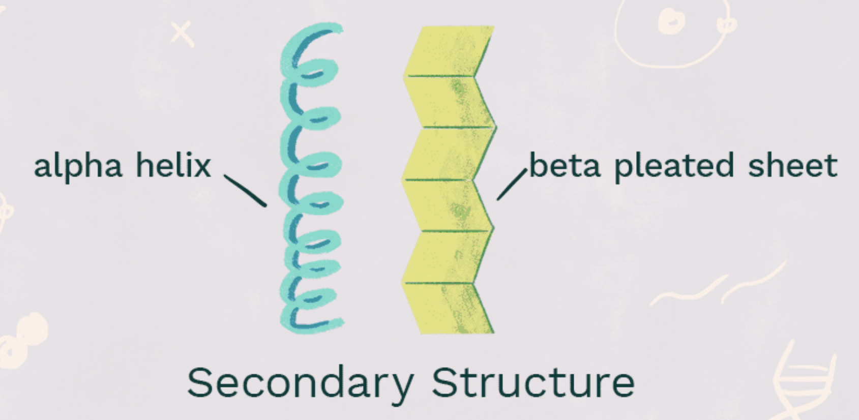 <p>secondary structure</p>