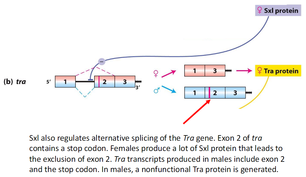 <p><strong>In Females</strong><br> High levels of Sxl protein<br> Exon 2 of Tra is excluded<br> Produces functional Tra protein</p><p><strong>In Males</strong><br> Sxl is absent<br> Exon 2 of Tra is included, containing a stop codon<br> Generates a nonfunctional Tra protein</p>