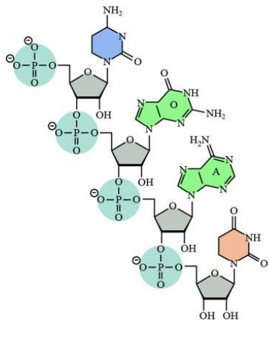 <p>Macromolecules including DNA and RNA.</p><ul><li><p>Most complex of macromolecules</p></li><li><p>Stores info on how to build proteins so cells can grow, function, and replicate.</p></li></ul><p></p>