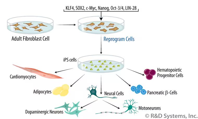 <p>Induced pluripotent stem cells </p>