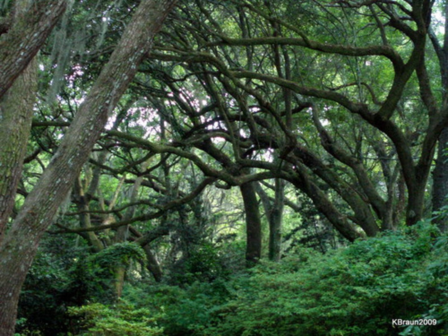 <p>of or relating to trees</p>