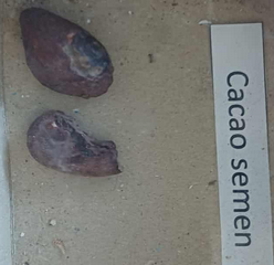 <p><span style="font-size: calc(var(--total-scale-factor) *12.00px);">Cacao semen</span><br><span style="font-size: calc(var(--total-scale-factor) *12.00px);">kakaóbab</span><br><span style="font-size: calc(var(--total-scale-factor) *12.00px);">Theobroma cacao</span><br><span style="font-size: calc(var(--total-scale-factor) *12.00px);">Sterculiaceae</span></p>