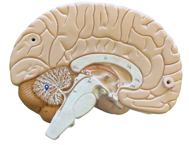 <p>What structure is the arrow pointing to?</p>