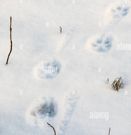 <p>Canid Track Patterns</p>
