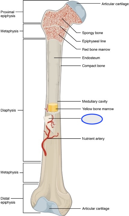 <p><span><span>beenvlies = een pijngevoelige en bloedvatenrijk buitenvlies van het bot</span></span></p>