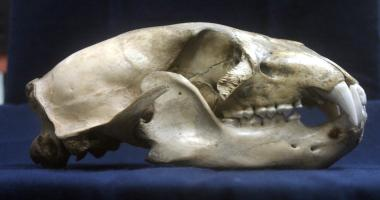 <p><u>Skull</u>: large, elongated</p>