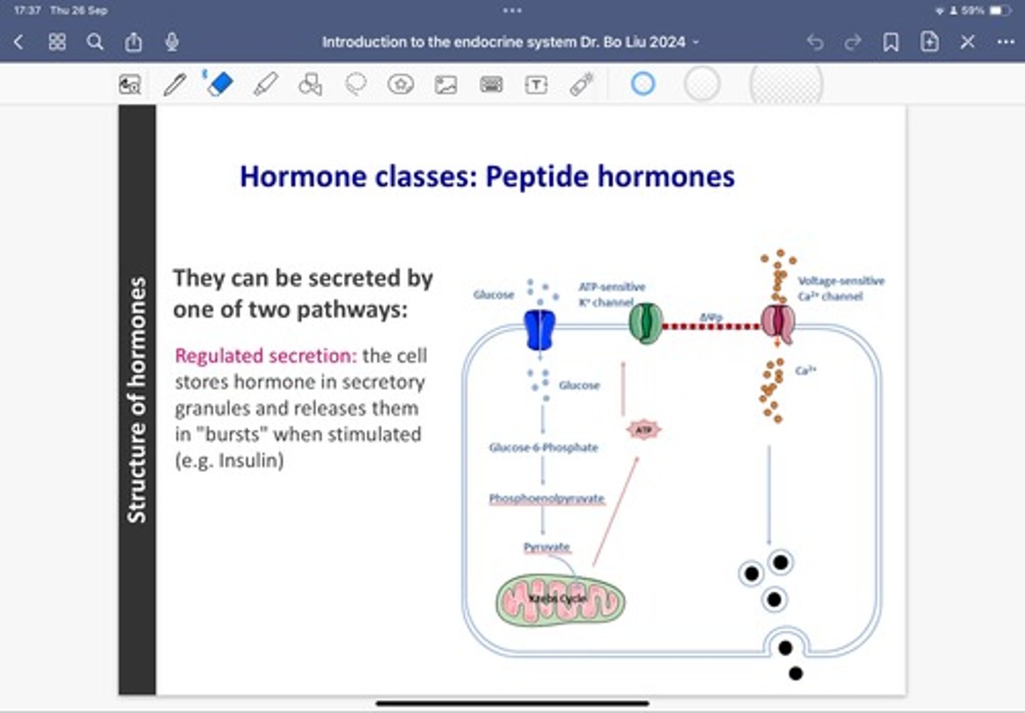 <p>- 1) Regulated secretion: the cell stores hormone in secretory</p><p>granules and released them in bursts when stimulated e.g. insulin triggered by an increase of glucose in the blood</p><p>Mechanism:</p><p>1) Insulin is synthesised in the beta cells of the pancreas in insulin secreting granules</p><p>2) Upon increase of blood glucose levels, glucose enters the pancreas beta cells via glucose transporters where it will be metabolised which will cause the release of ATP</p><p>3) This increase in ATP will close ATP sensitive K+ channels which will change the electronic charge of the cell membrane </p><p>4) This allows the voltage sensitive calcium channel to be opened - calcium moves into the beta cells via diffusion = phosphorylation of various proteins (insulin receptor substrates) which allows the insulin in the granules to be fused onto the cell membrane and then released into the blood </p><p>- 2) Constitutive secretion: the cell does not store hormone but</p><p>secretes it from secretory vesicles as it is synthesised e.g., FSH (follicle-stimulating hormone) or testosterone</p>