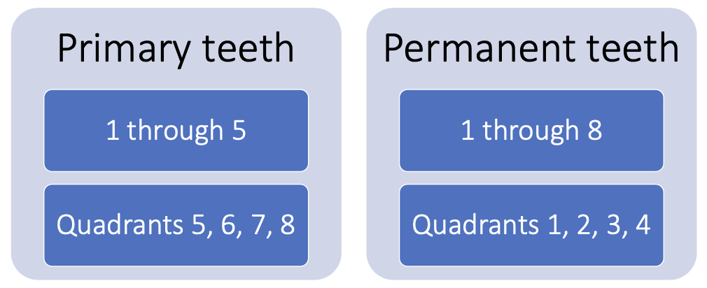 <p>Primary teeth :</p><ul><li><p>1 through 5</p></li><li><p>Quadrants : 5, 6, 7, 8</p></li></ul><p>Permanent teeth :</p><ul><li><p>1 through 8</p></li><li><p>Quadrants : 1, 2, 3, 4</p></li></ul><p></p>