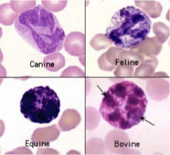 <p>What cell is this?</p>