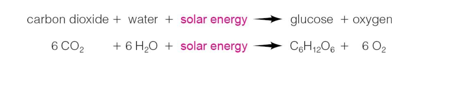 <ul><li><p class="p1">Make their own food from compounds obtained from their environment.</p></li></ul><p class="p2"><span style="line-height: normal;"><span>ex: </span></span>green plants on land, algae and plants near shorelines, phytoplankton in open water</p><ul><li><p class="p2">Most producers capture sunlight to produce carbohydrates by photosynthesis.</p></li><li><p class="p1">But…..Some organisms such as deep ocean bacteria draw energy from hydrothermal vents and produce carbohydrates from hydrogen sulphide (H<span style="line-height: normal;"><span>2</span></span>S) gas. (chemosynthesis)</p></li></ul><p></p>