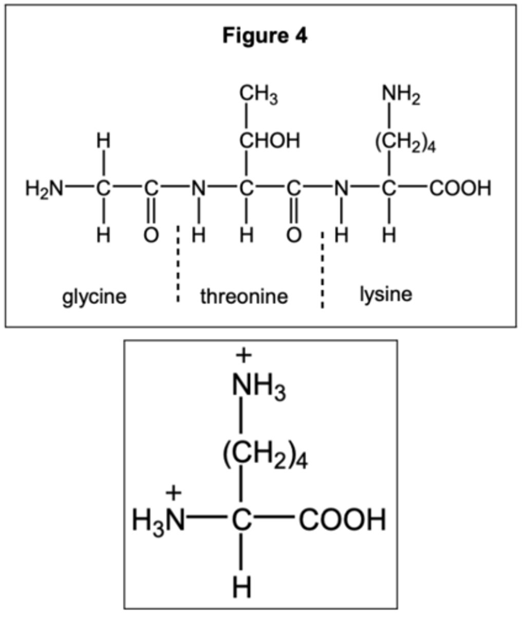 <p>carboxylic acid is neutral. amines are conjugate acids with +1 charge each. Total charge is +2.</p>