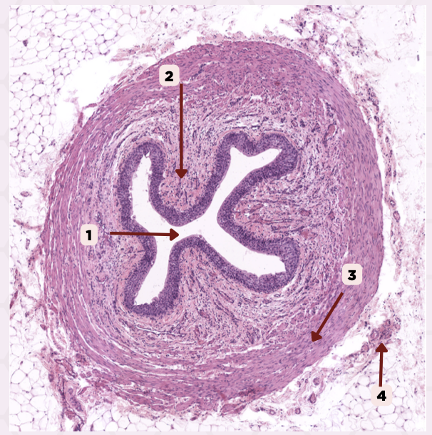 <p>Identify the structure labeled as 2.</p>