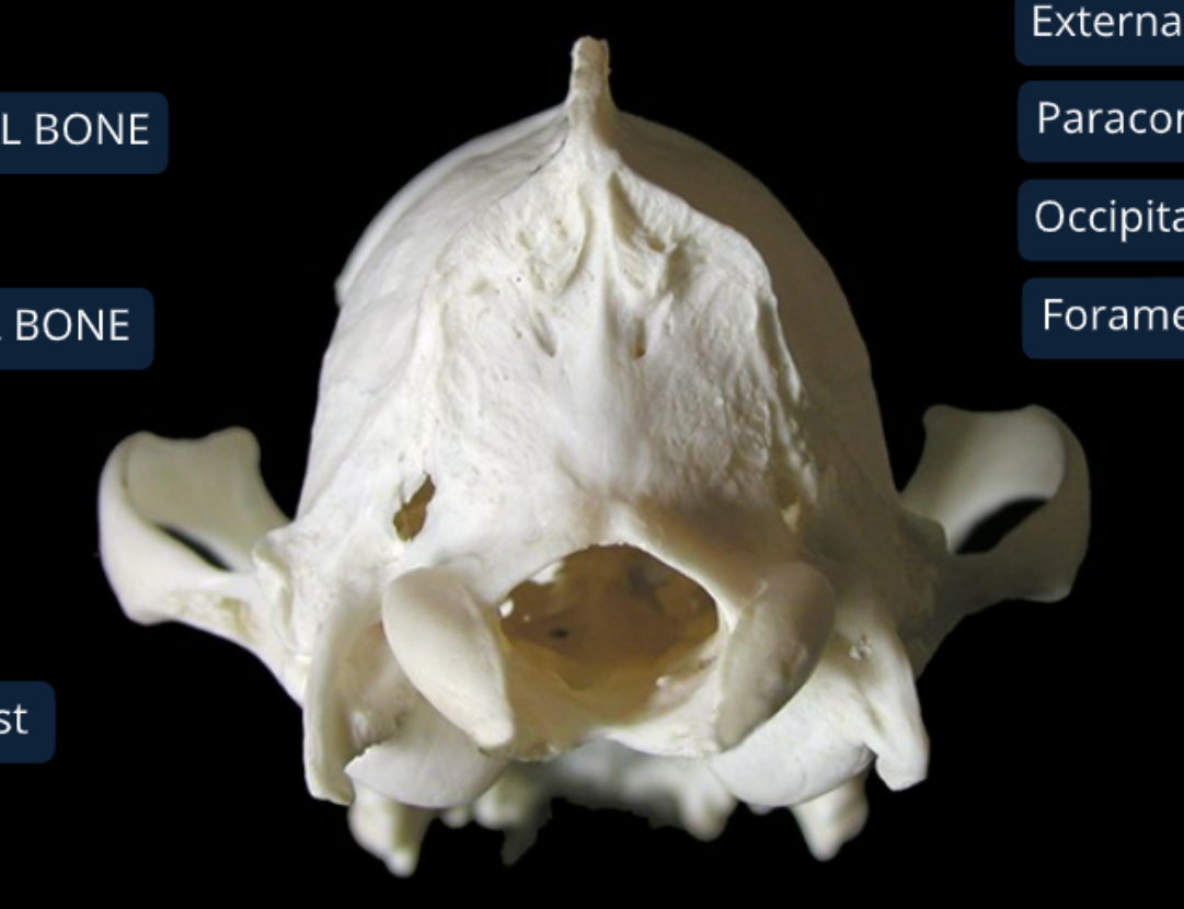 <ol><li><p>foramen magnum: has caudal end of medulla oblongata</p></li><li><p>paracondylar process: origin of digastricus m.</p></li><li><p>occipital condyle: allows head to flex &amp; extend</p></li></ol><p></p>