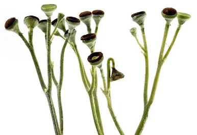 <p>Early vascular plant, no true leaves</p>