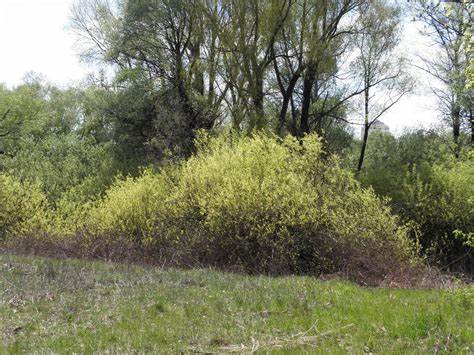 <p>Wetland Type?</p>
