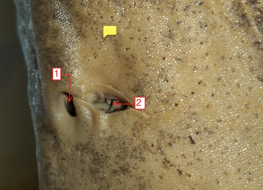 <p>female spiny dogfish- (2)</p>