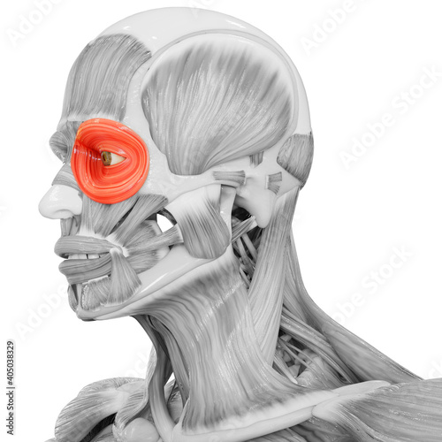 <p>circular muscles around the eyes</p>