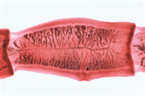 **Taenia Saginata**