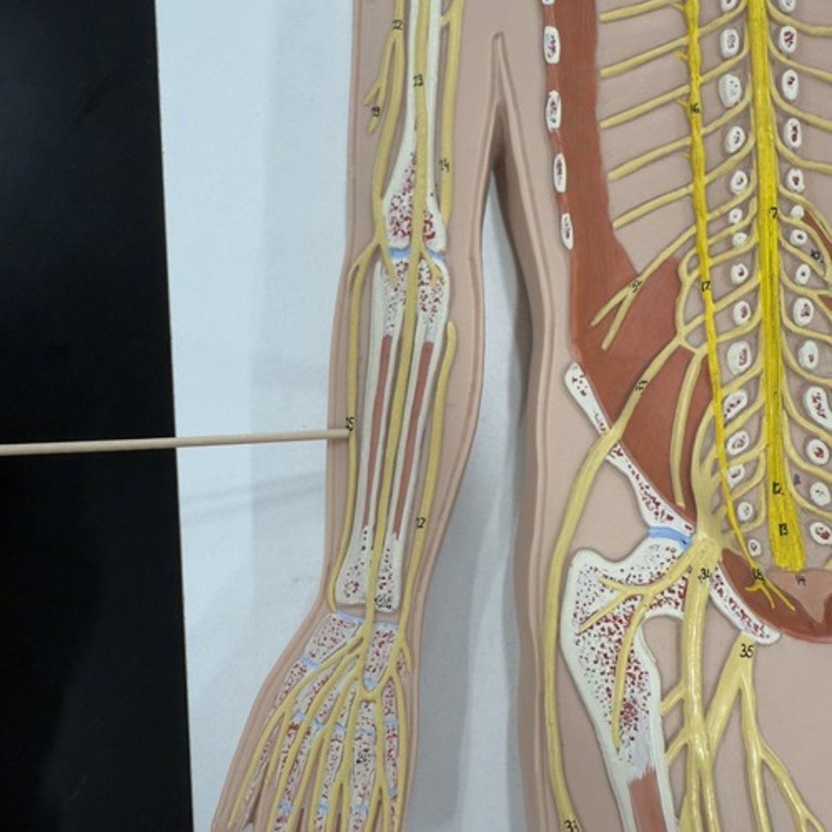 <p>Identify the nerve.</p>