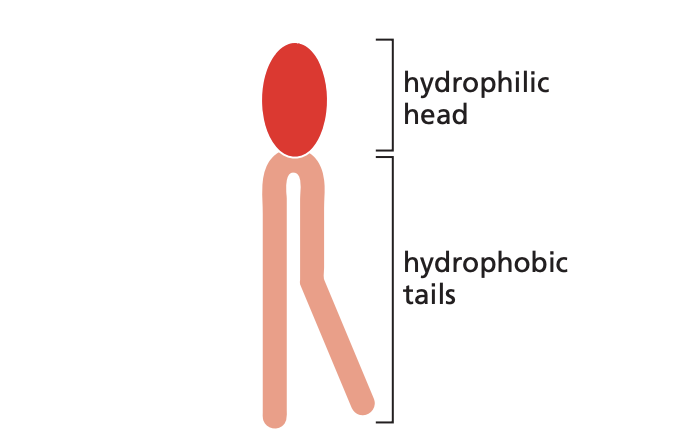 <p>most abundant / major type of lipid molecule in many cell membranes</p><p>—&gt;have a phosphate-containing,hydrophilic head (either polar or nonpolar) linked to a pair of hydrophobic fatty acid tails</p><p>-composed of two fatty acid tails linked to one of a variety of phosphate containing polar groups.</p><p><span>diacylglycerides with small functional head groups linked to the glycerol backbone by phosphate ester bonds. phosphate head is hydrophilic. four most common ones found in mammal cell membranes: choline, ethanolamine (neutral), serine (-), inositol (neutral)--sugar head group can be further phosphorylated</span></p>