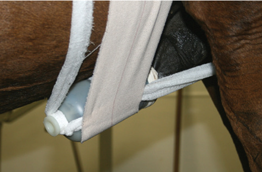 <p>Depends on age of lesion and location:</p><ul><li><p>Fresh: sutured with soft, absorbable or nonabsorbable.</p></li><li><p>Infected: left open to heal, dressed with non-irritating antimicrobial ointment. Later closed when not inflamed.</p></li><li><p>Oedema: penis and prepuce retained within the preputial cavity with a retainer bottle, nylon netting or hosiery.</p></li><li><p>Tunica albuginea: suture.</p></li><li><p>Urethra: sutured. If transverse laceration → large-bore catheter maintained in the lumen of urethra to prevent formation of a stenosing cicatrix (scar)</p></li></ul><p></p>