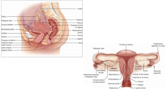<p><span><span>Fallopian Tube: egg becomes fertilized </span></span><span style="line-height: 0px;"><span></span></span></p><ul><li><p class="Paragraph WhiteSpaceCollapse BCX0 SCXP224147549" style="text-align: left;"><span><span>Ectopic pregnancy: trapped here -> obstruction of flow -> ischemia -> rupture -> shock -> death</span></span><span style="line-height: 0px;"><span></span></span></p></li><li><p class="Paragraph WhiteSpaceCollapse BCX0 SCXP224147549" style="text-align: left;"><span style="line-height: 0px;"><span></span></span></p></li></ul><p class="Paragraph WhiteSpaceCollapse BCX0 SCXP224147549" style="text-align: left;"><span><span>Swab is used to check for abnormal cells NOT STI’</span></span><span style="line-height: 0px;"><span></span></span></p>