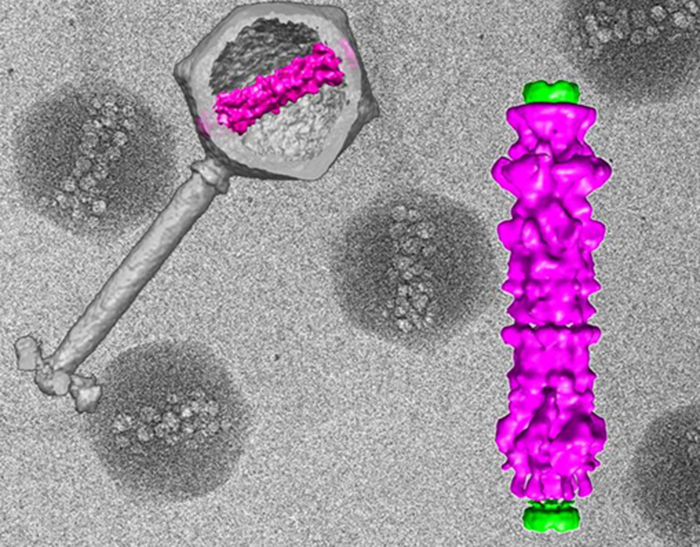Does this image show a living organism or a non-living entity?