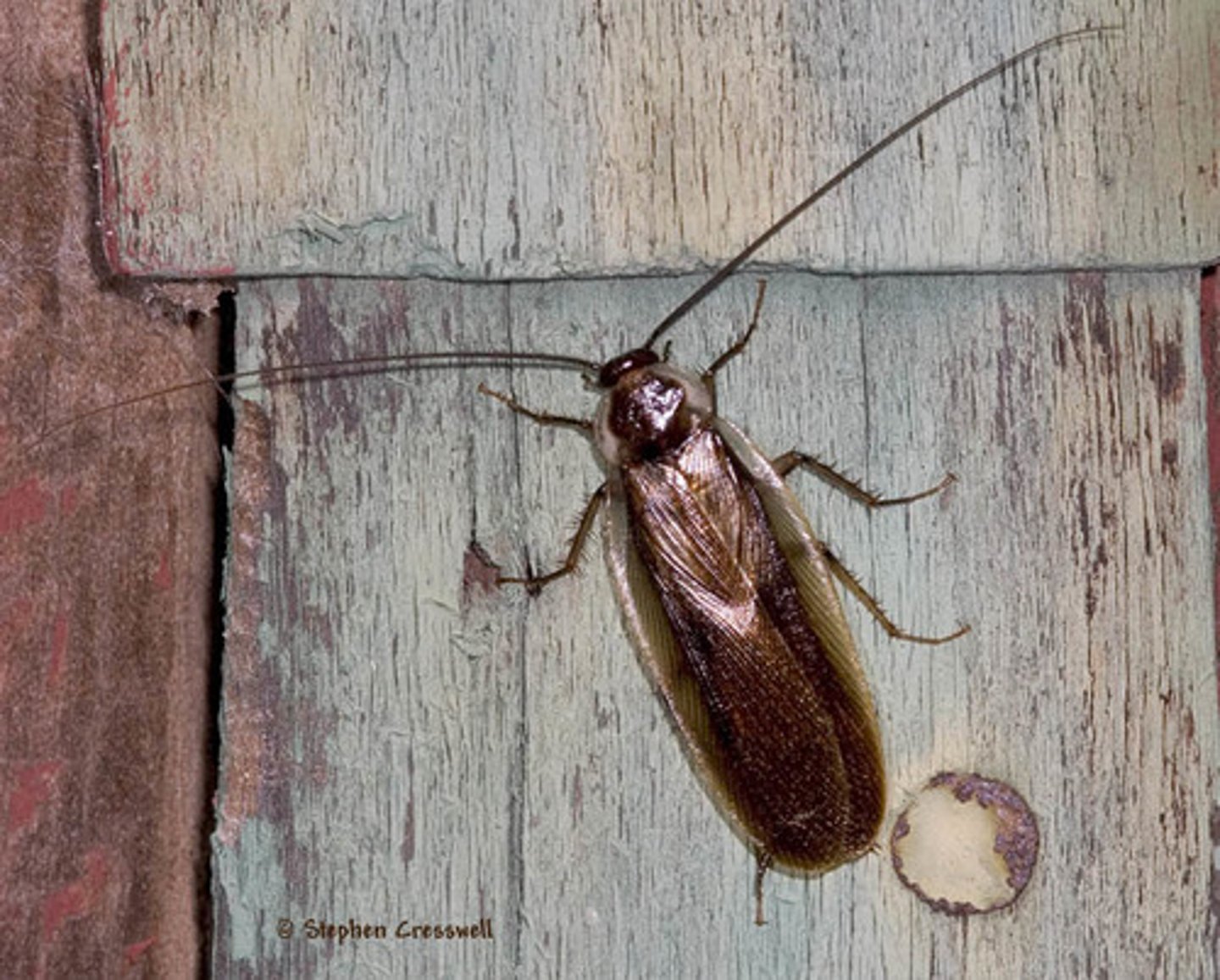 <p>Roach Family</p>