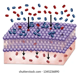 <p>selectively permeable</p>