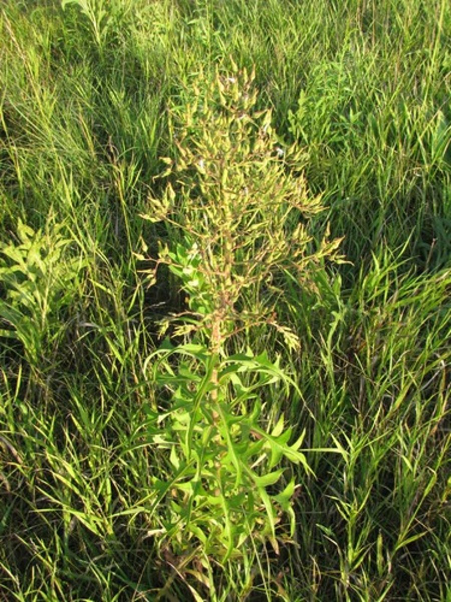 knowt flashcard image