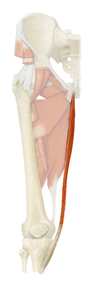 <p>vertically runs down the medial side of the thigh</p>