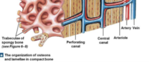 <p>Canals perpendicular to the bone surface that carry blood vessels into deep bone and marrow.</p>