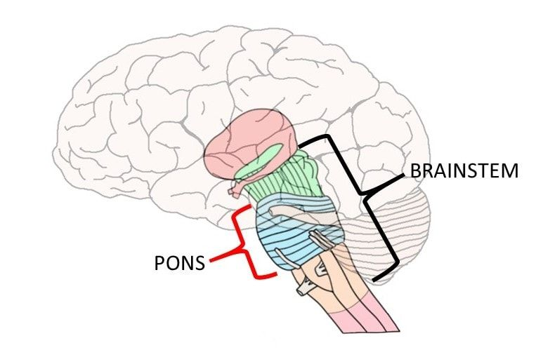 <ul><li><p>has: midbrain, pons, medulla</p></li><li><p>above spinal cord</p></li><li><p>does whatever those parts do (balance, BP, eye movements, breathing, heart rate, taste)</p></li></ul><p></p>