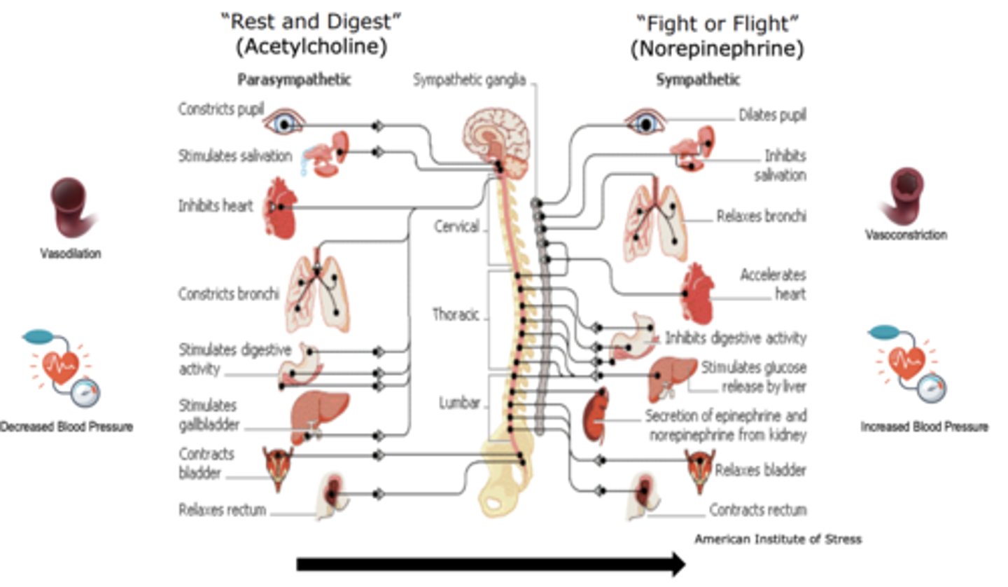 <p>- "fight or flight"</p><p>- "rest and digest"</p>